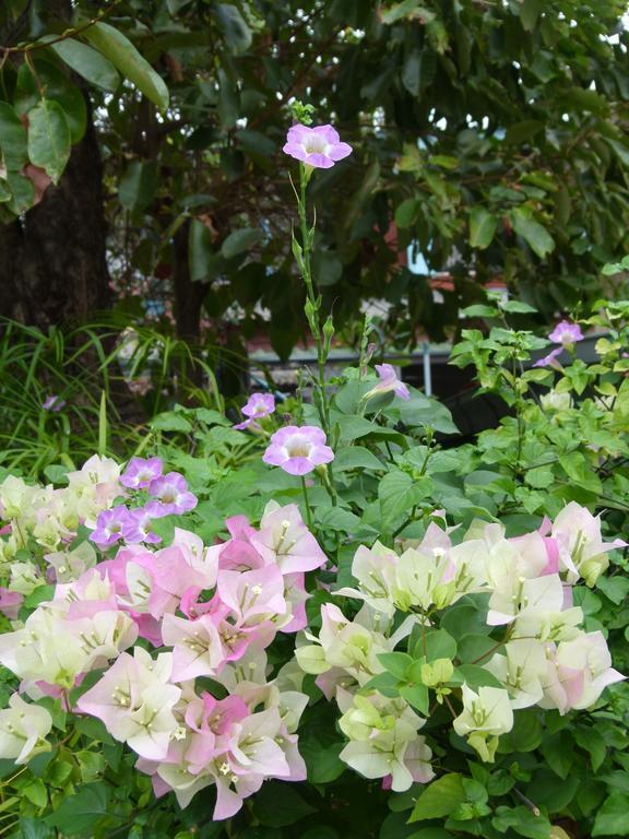 Ban Boonchu Bed & Breakfast Phra Nakhon Si Ayutthaya Exterior photo